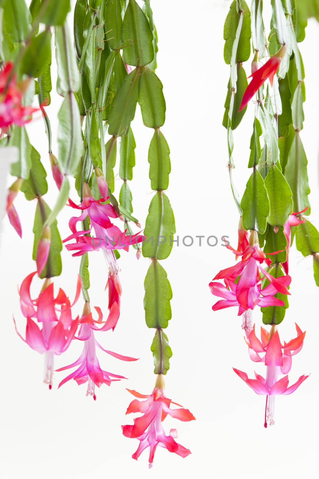 Christmas cactus
