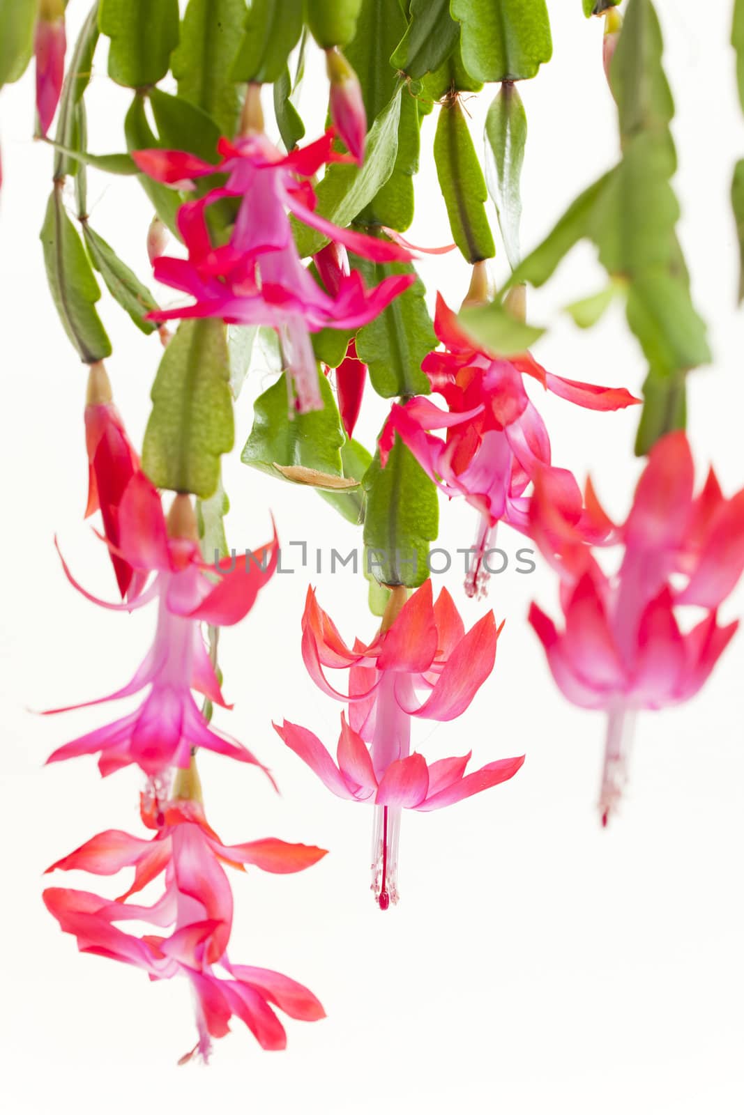 Christmas cactus