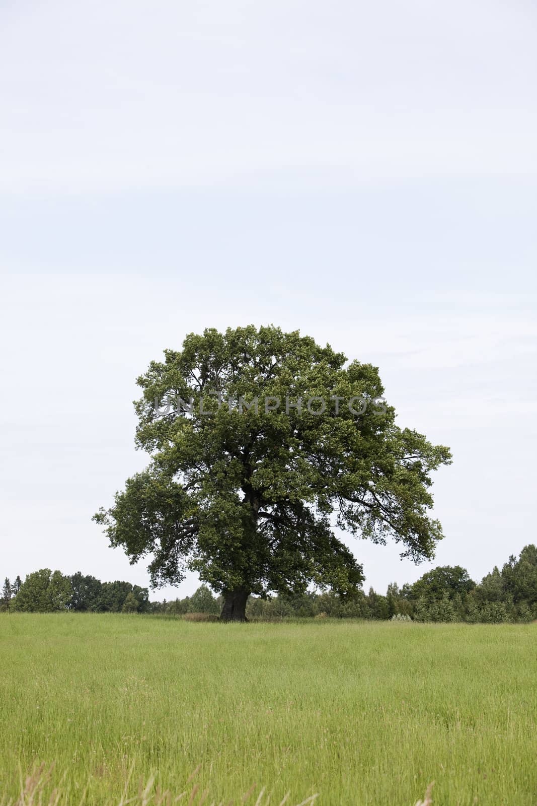 Oak on green hill