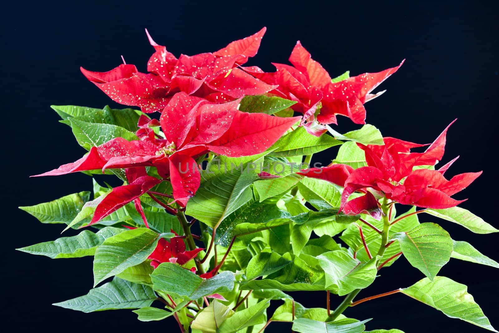 Poinsettia