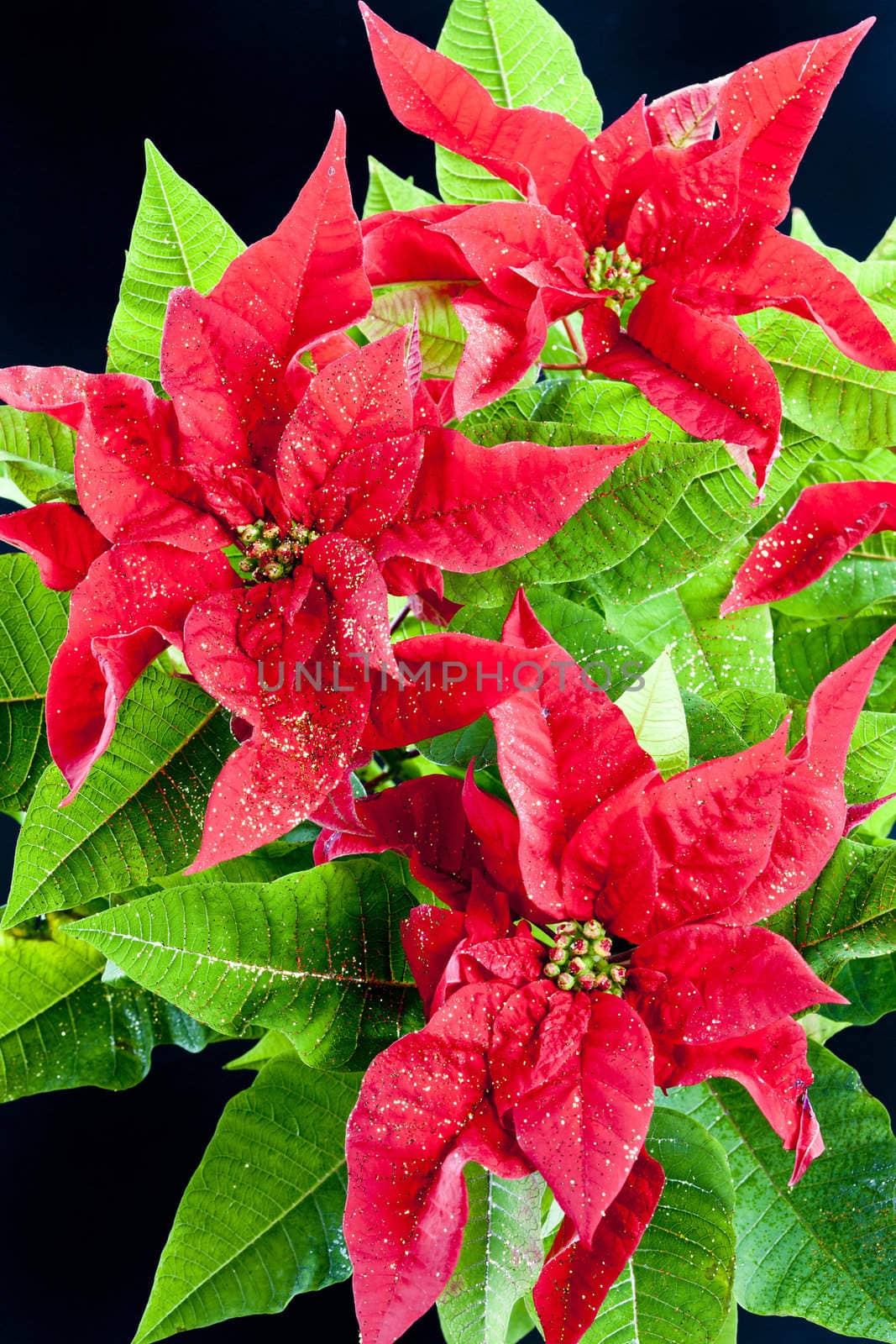 Poinsettia