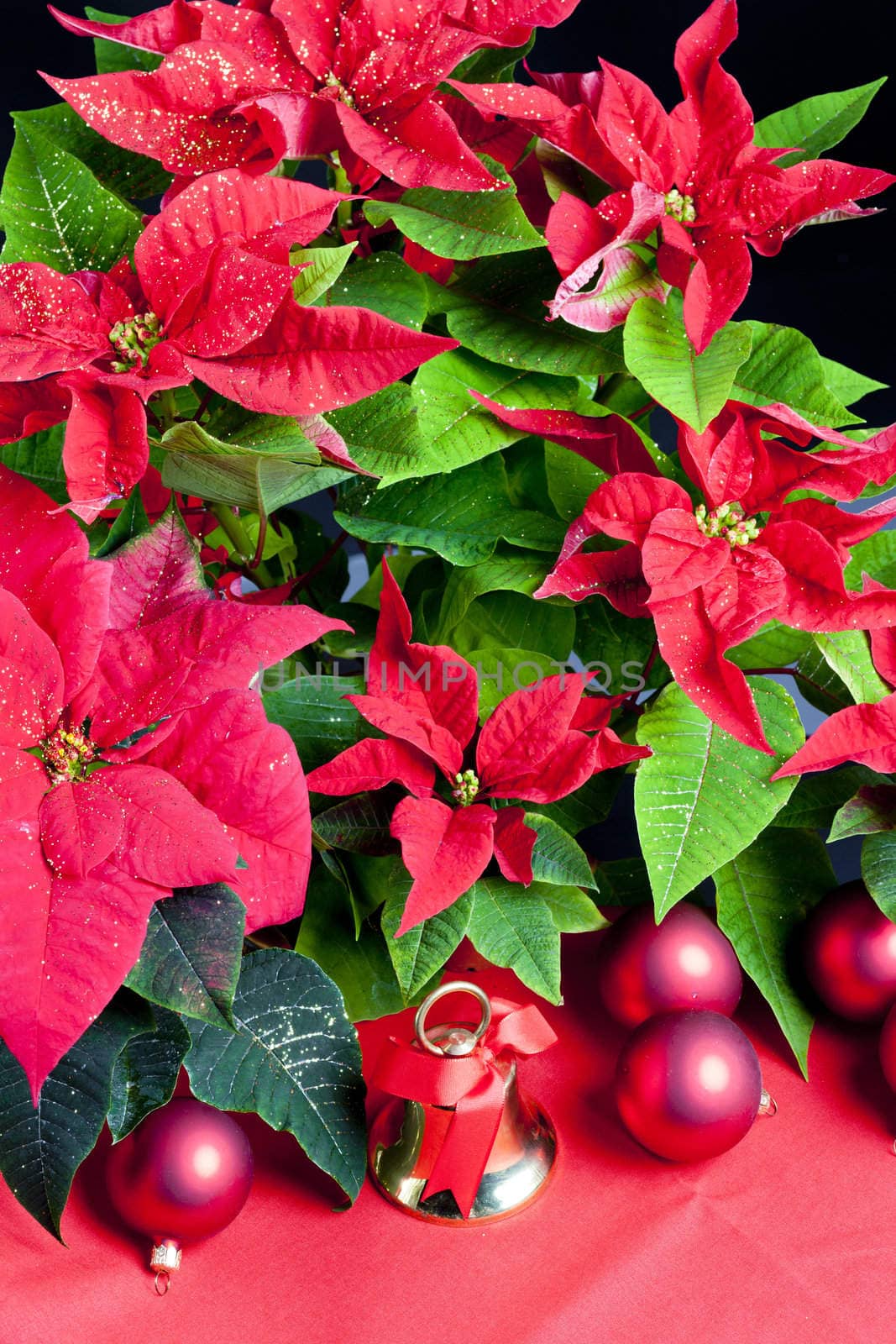 Christmas still life with Poinsettia