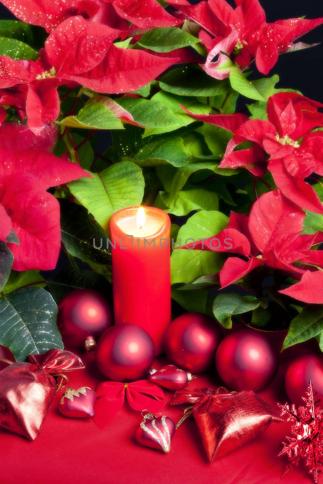Christmas still life with Poinsettia