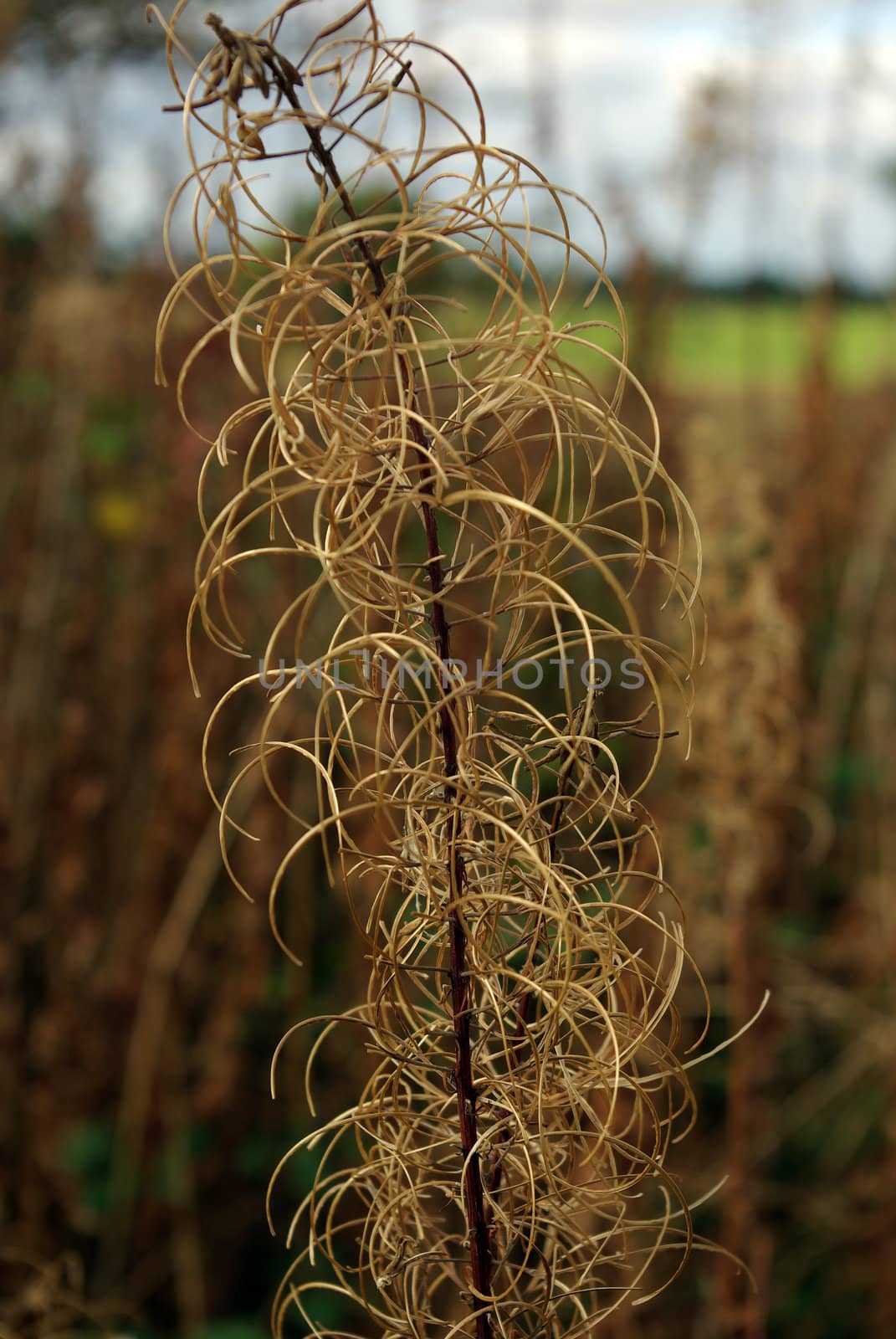 Spiralling plant growing in hedgerow in autumn