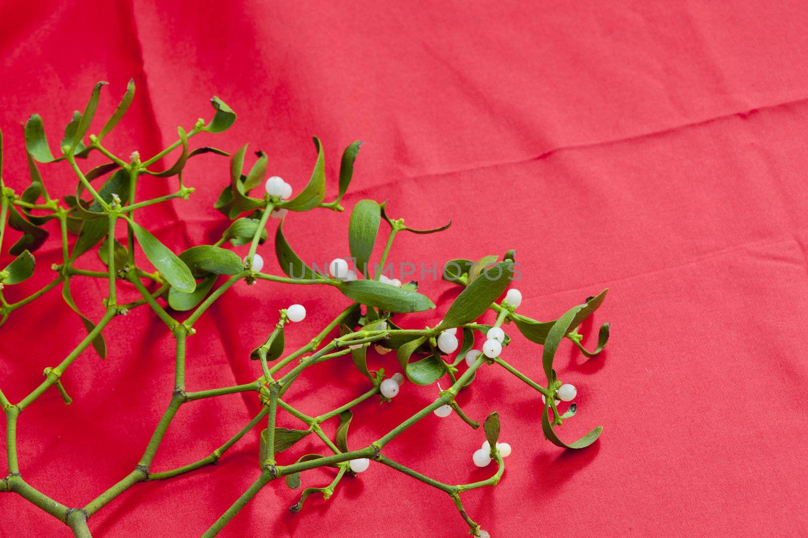 Christmas mistletoe
