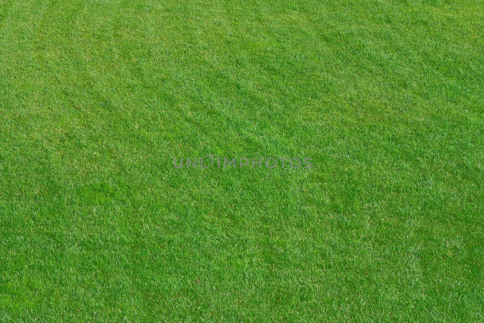 Close up image of fresh spring green grass
