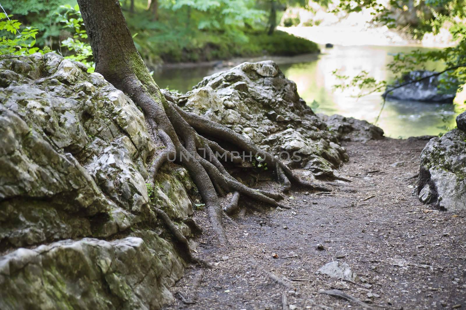 tree root on the rock - Slovak Paradise National Park