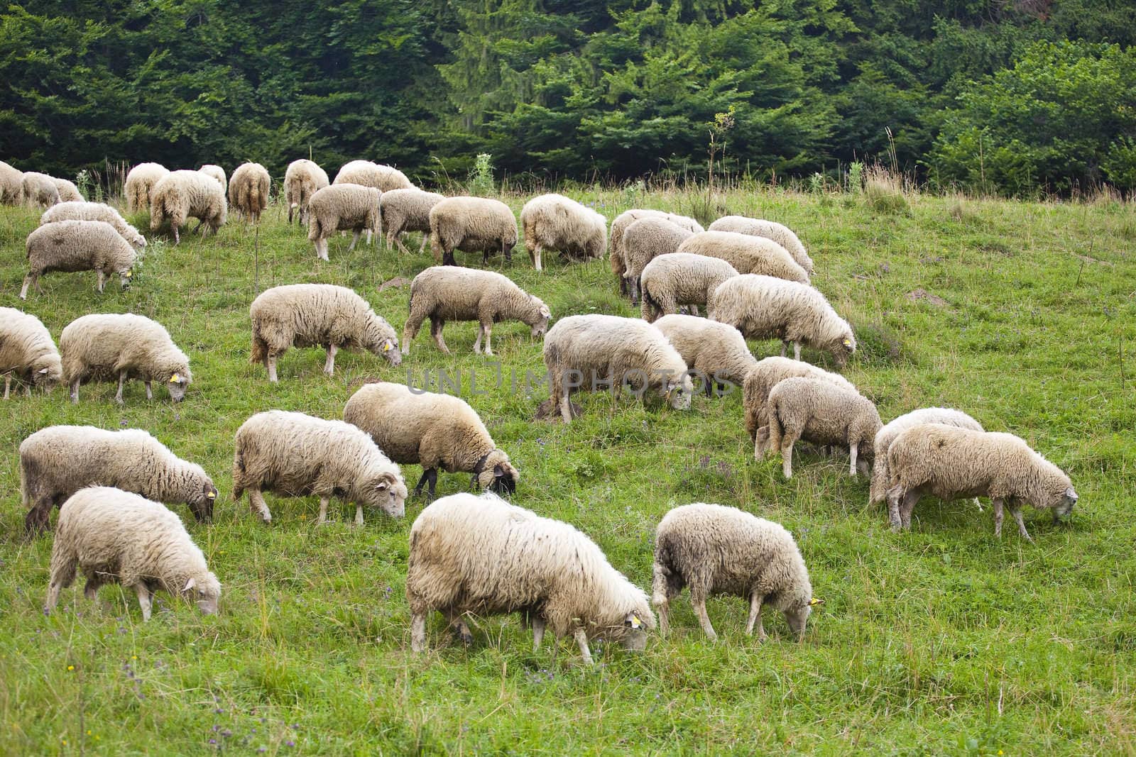 pack of sheeps on the grass - Slovakia