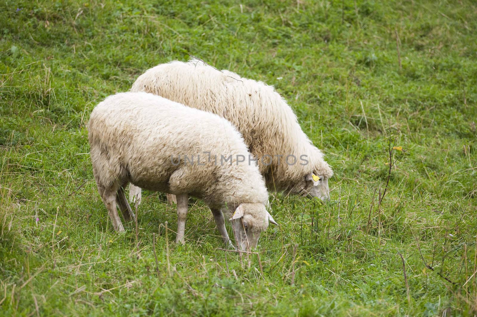 pack of sheeps on the grass by furzyk73