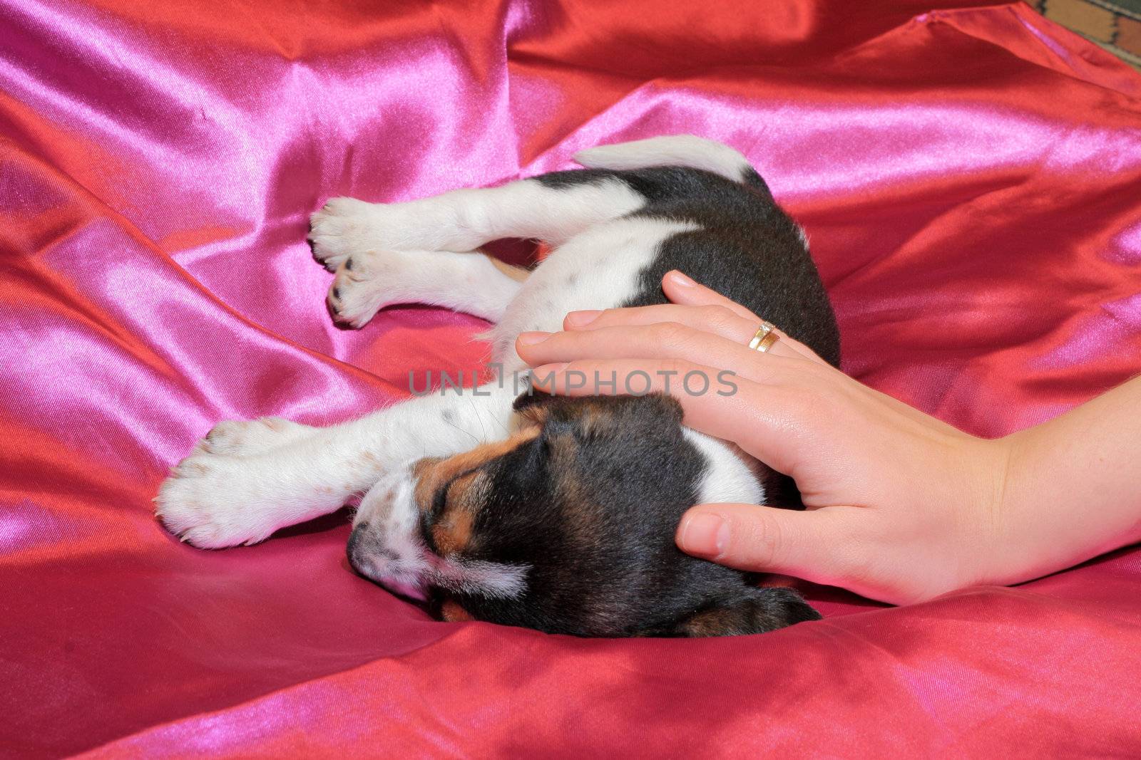 Cute tri-colored beagle puppy sleeping with a woman's hand
