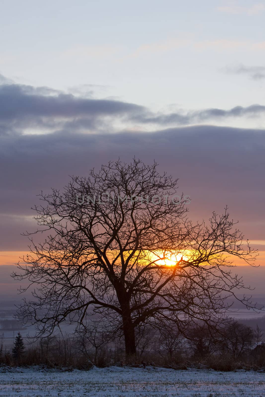 tree at sunset