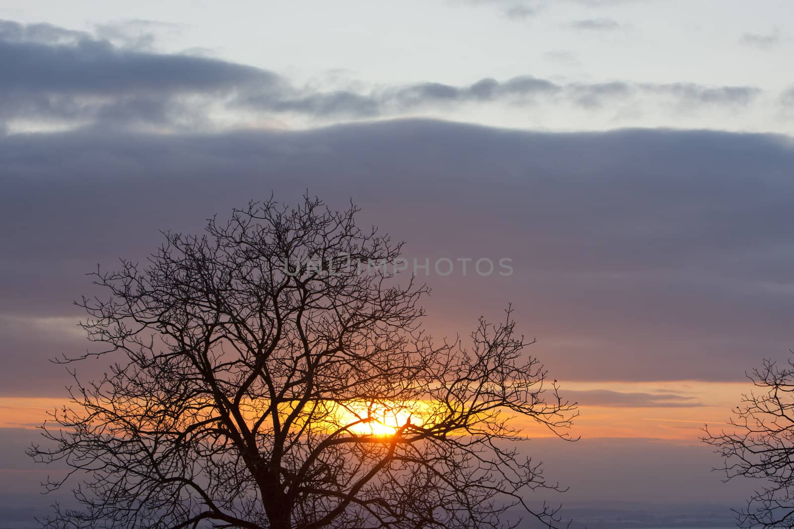 tree at sunset