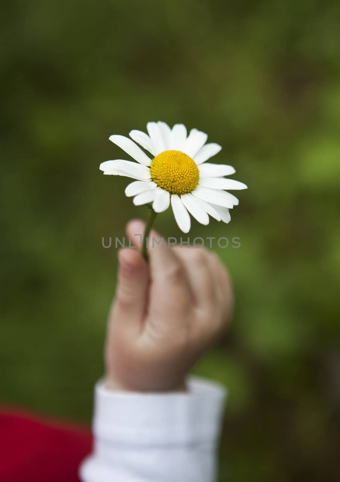 Little girls hand holding a daisy