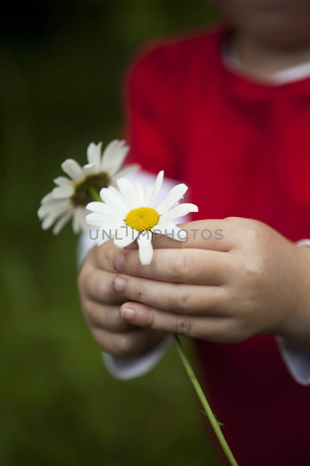 Little girl holding a couple of daisys