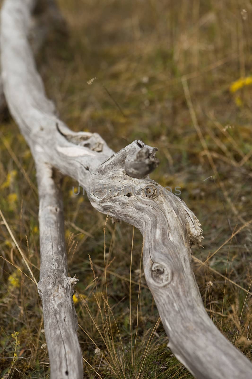 Branch