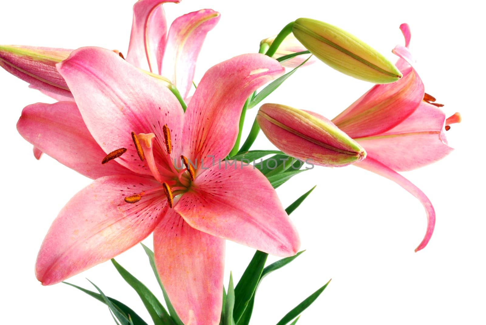 Blooming Lily Bouquet Isolated on White Background