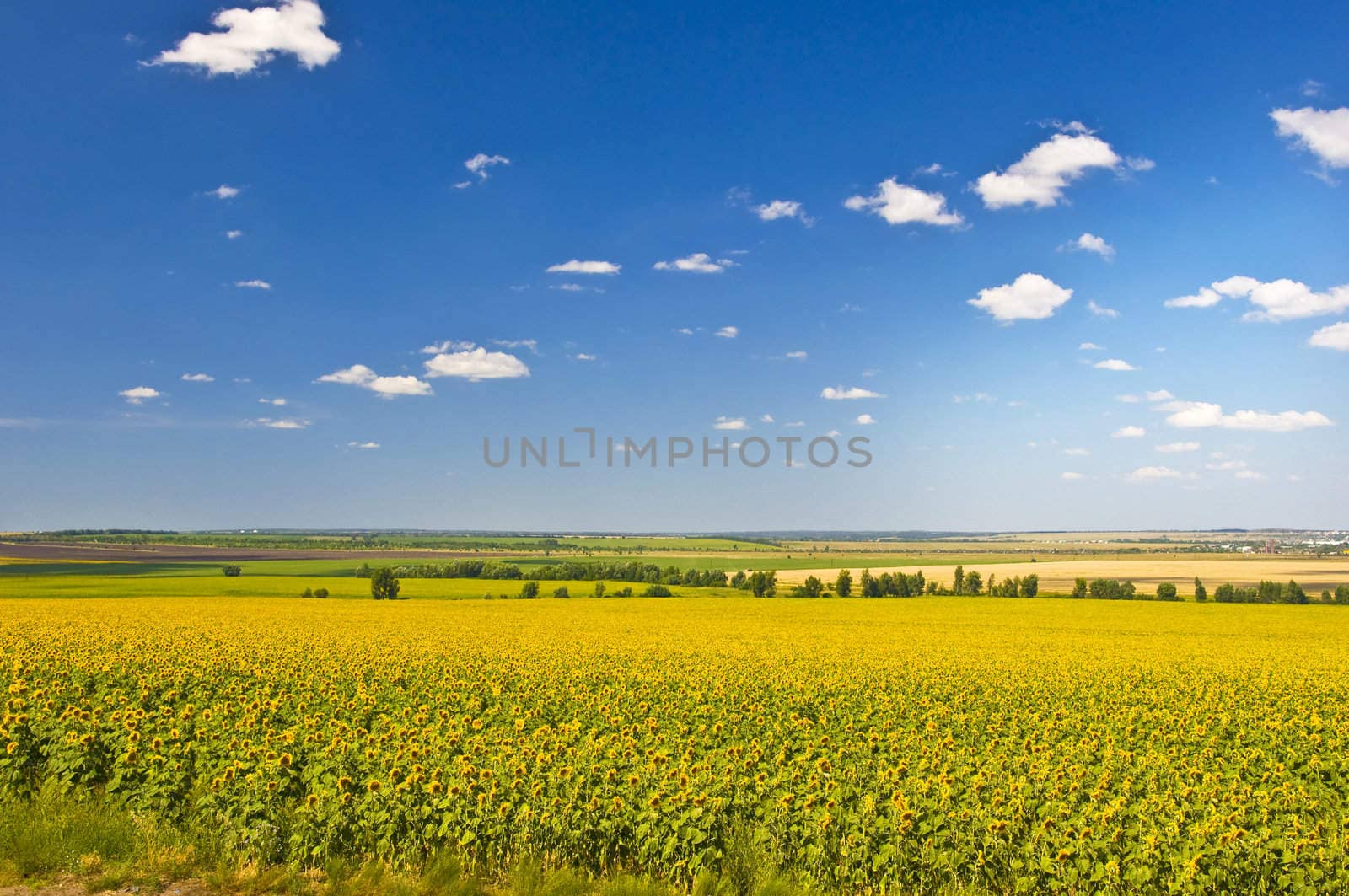Field of sunflowers. Summer landscape against the blue clear sky.