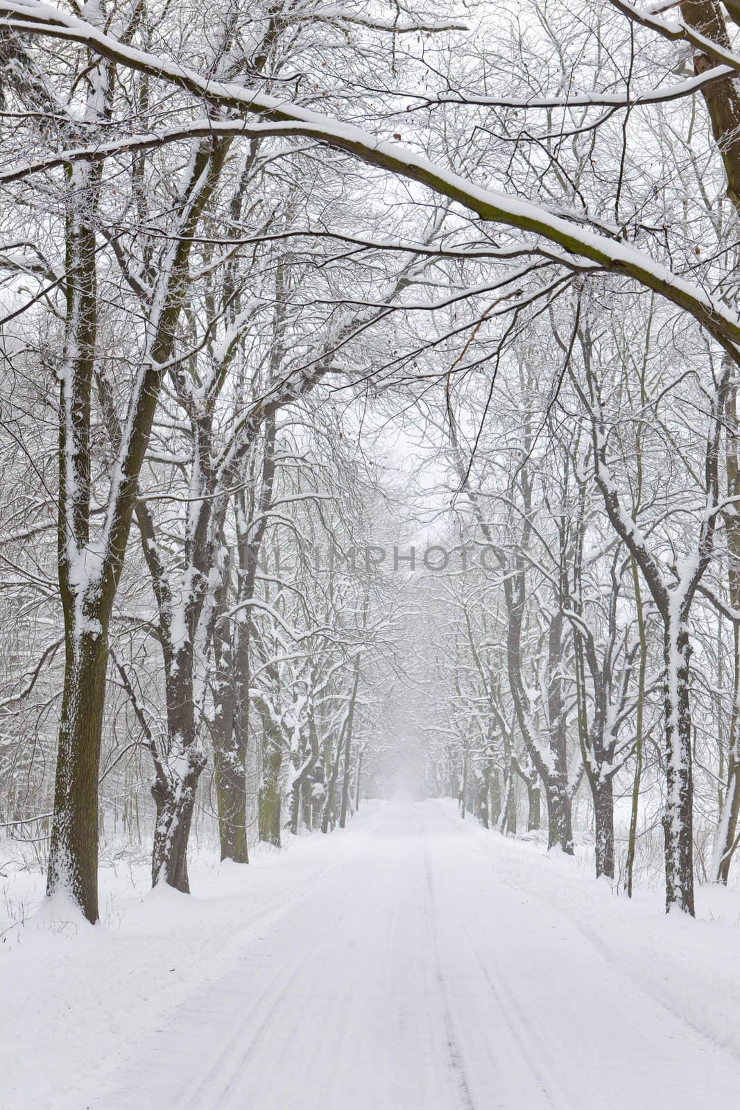 snowy road, Czech Republic