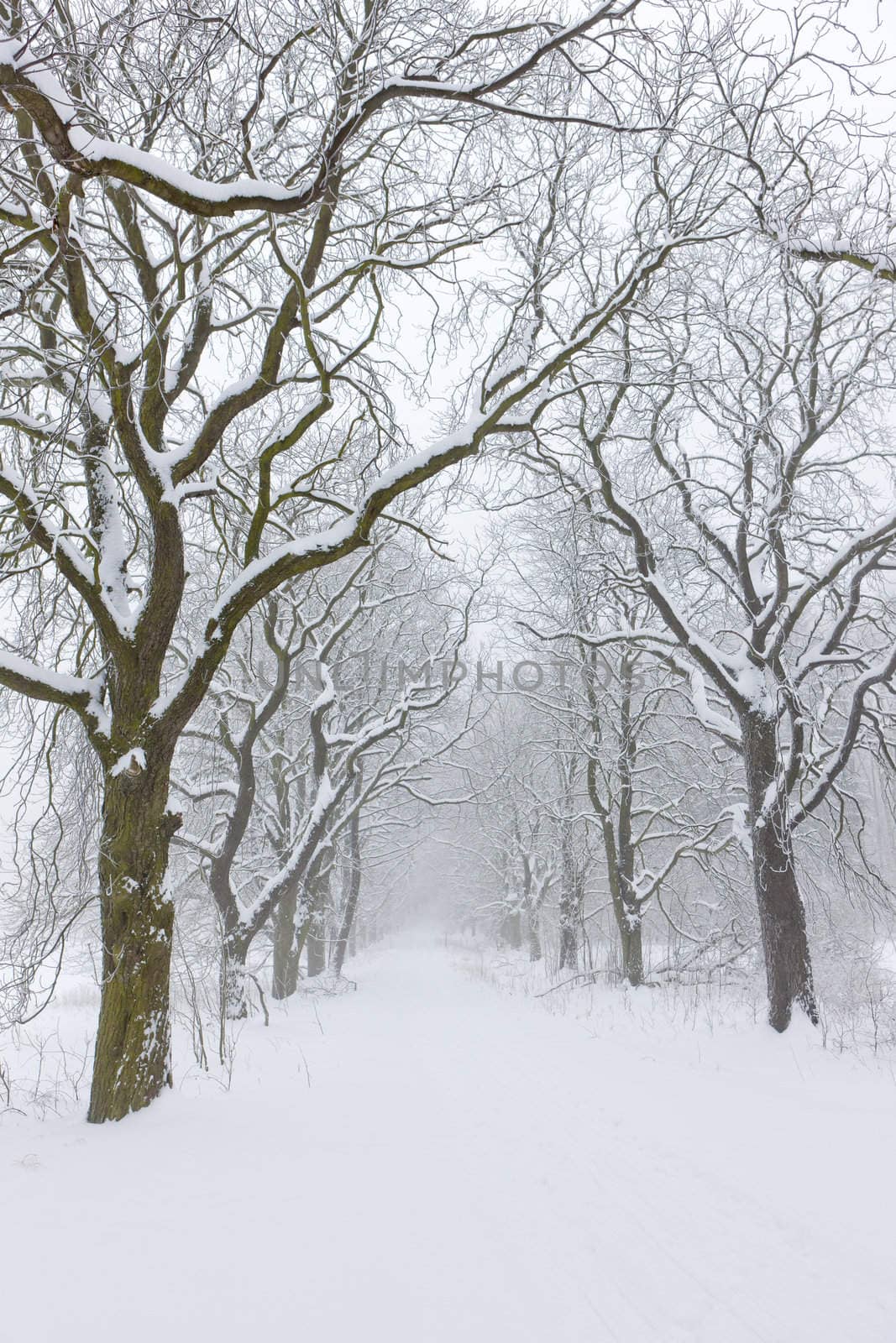 snowy road, Czech Republic