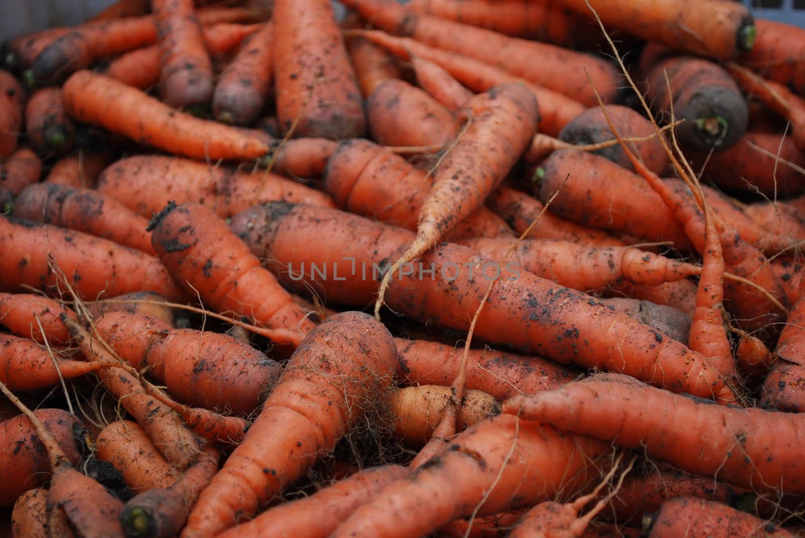 A Head of Gathered Carrots with Mud