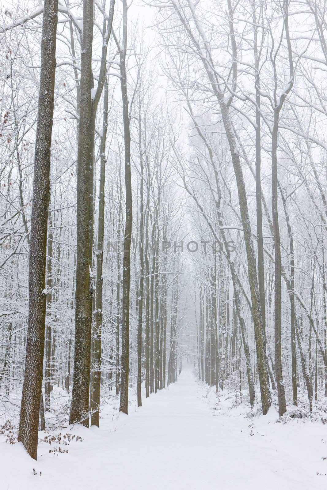 snowy road, Czech Republic