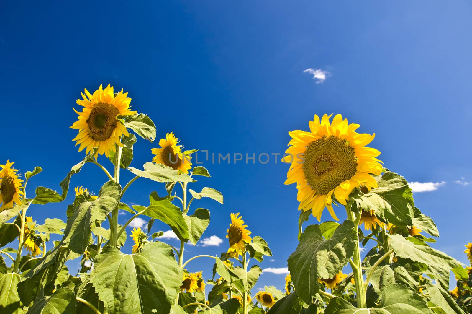 Sunflowers against the blue sky. Summer landscape. Clear sky