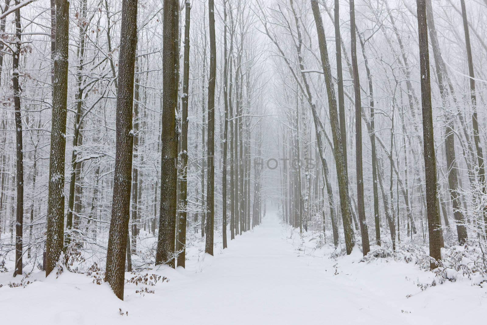 snowy road, Czech Republic