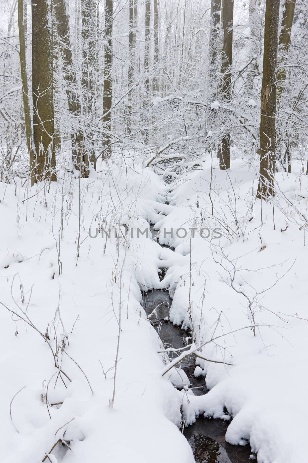 winter forest, Czech Republic