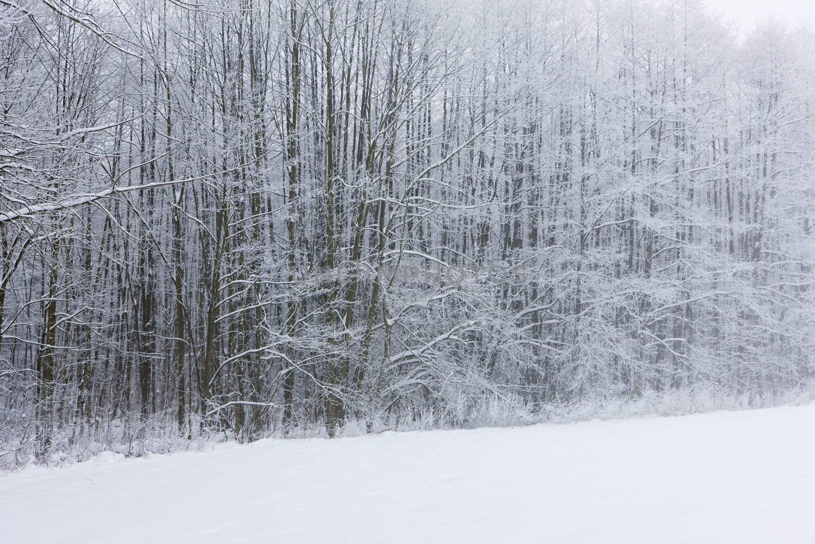 winter forest, Czech Republic