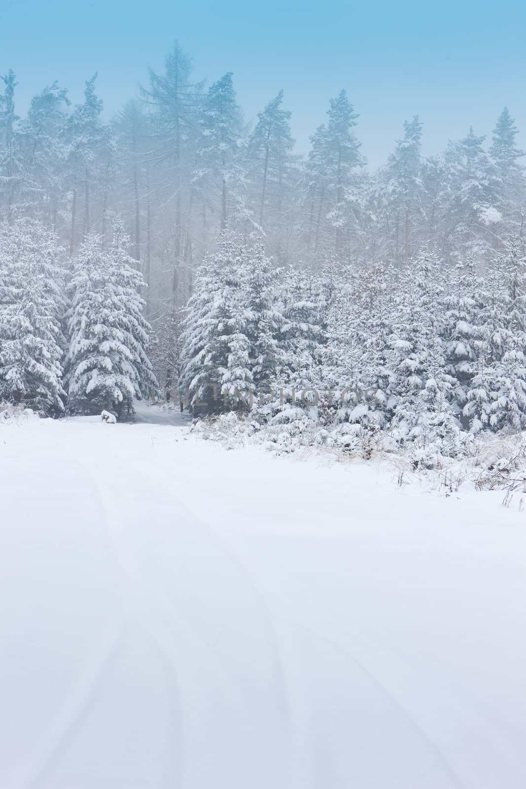winter forest, Czech Republic