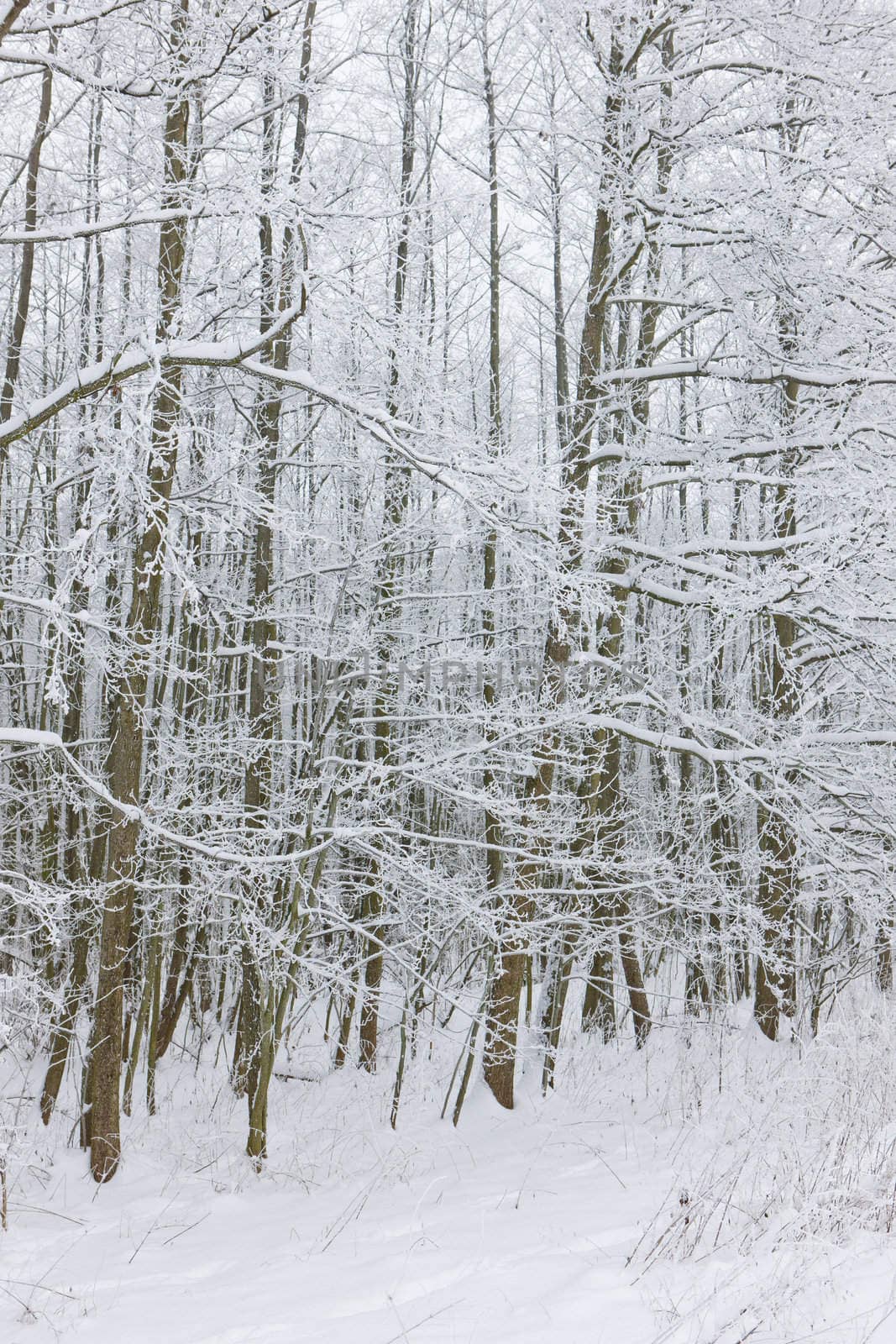 winter forest, Czech Republic