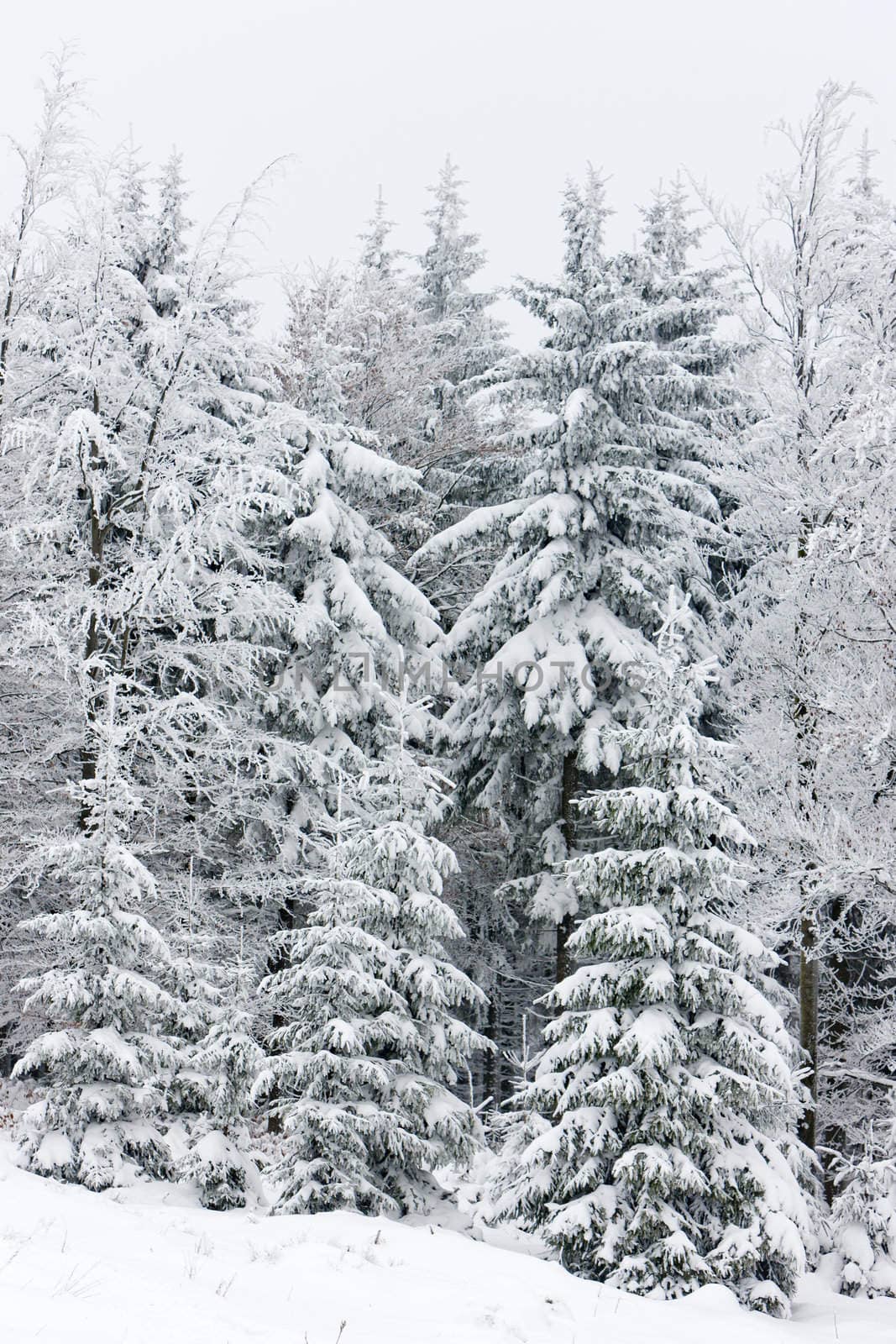 winter forest, Czech Republic