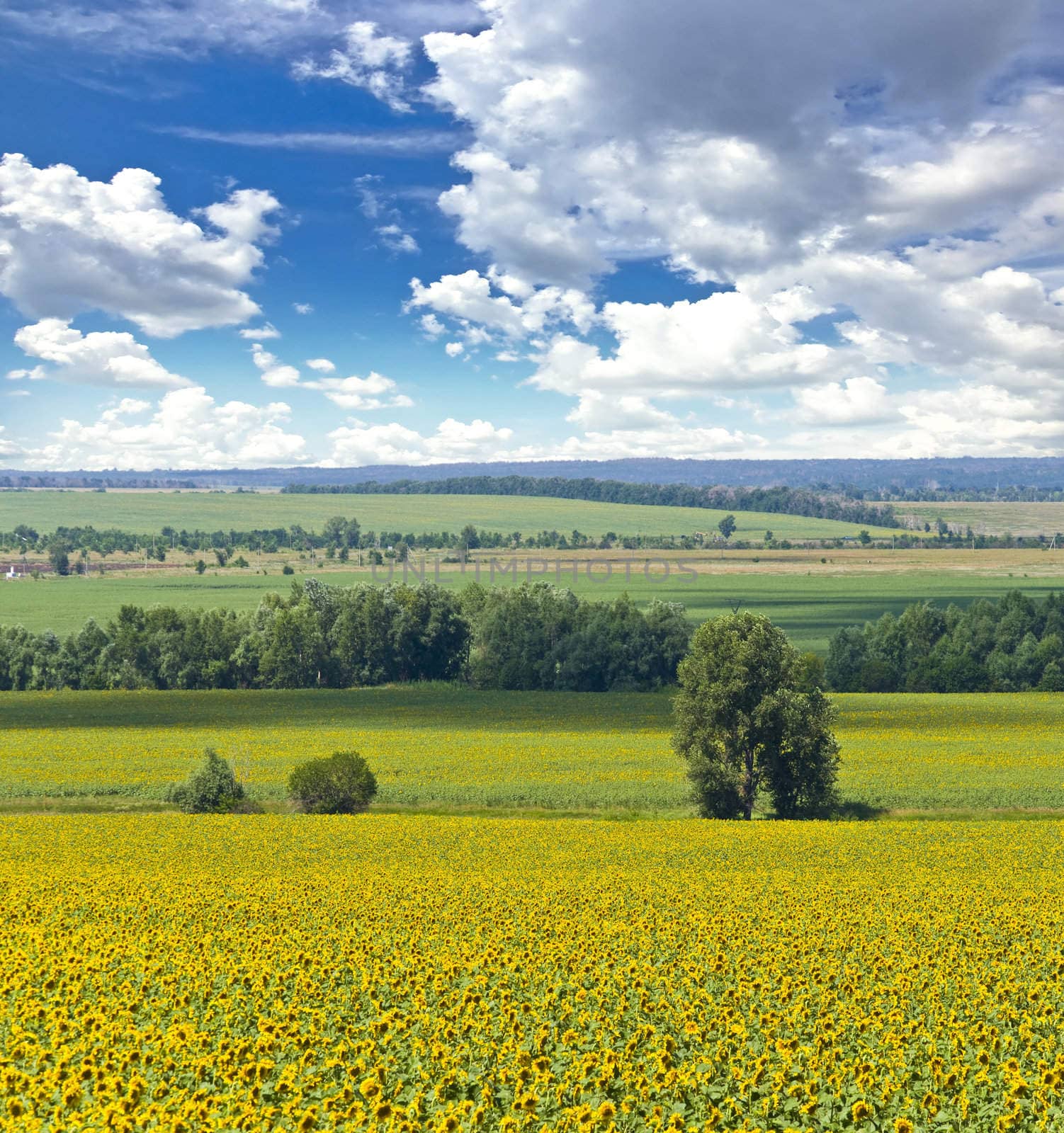 Alone tree and field of sunflowers. Summer landscape against the blue clear sky.