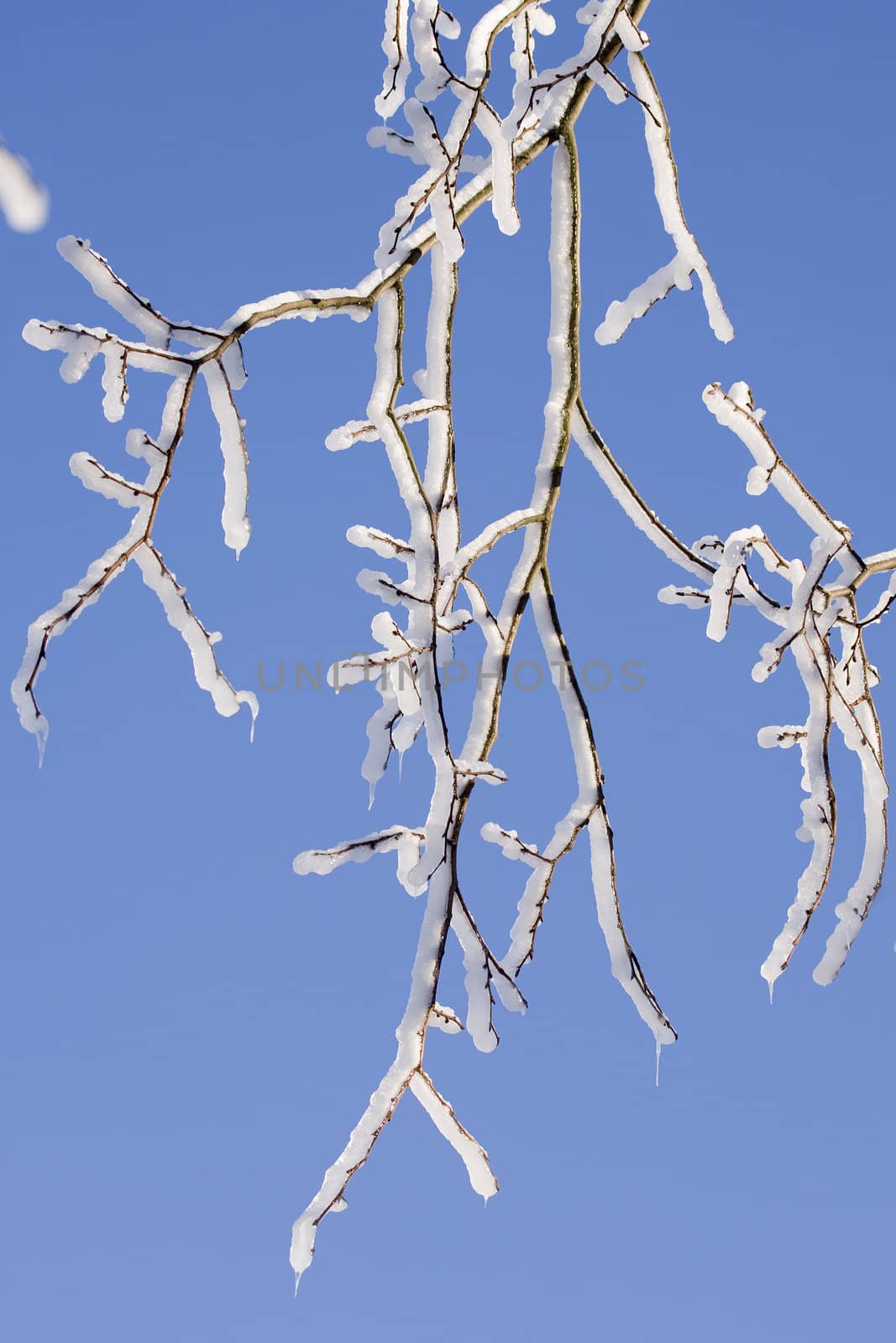 A branch of a tree covered with snow and ice.