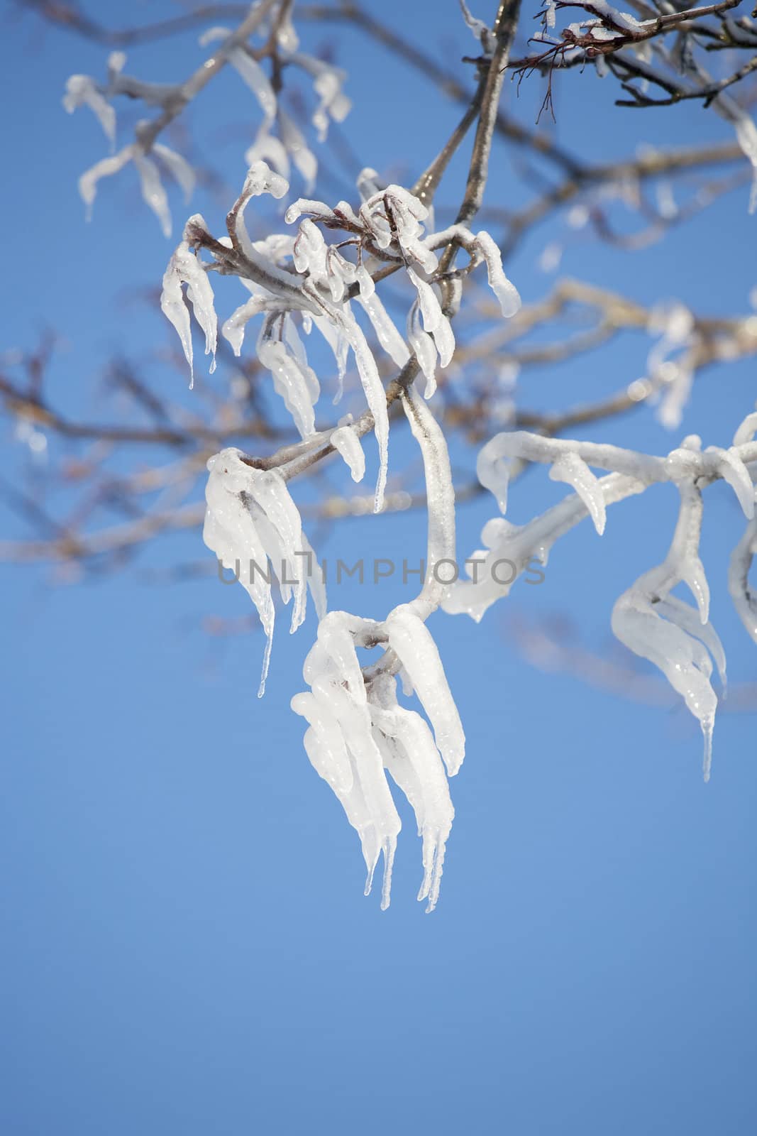 A branch of a tree covered with snow and ice. Melting ice forming finger like forms.