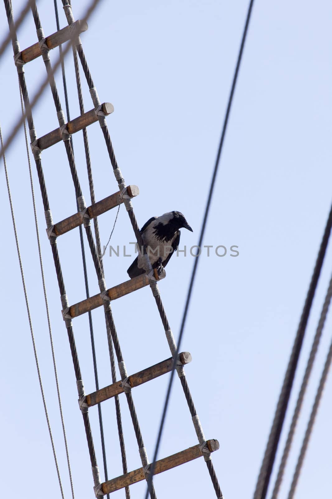 Crow Standing On Rope Ladder of An old sailing ship "Estrella".