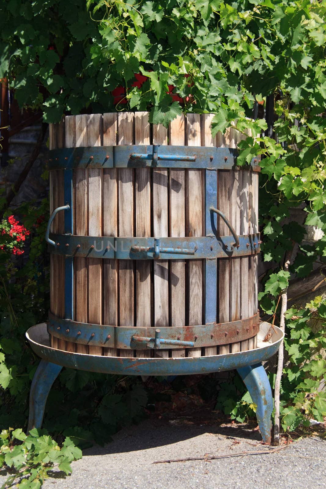 ancient wine press between foliage in a sunny day 