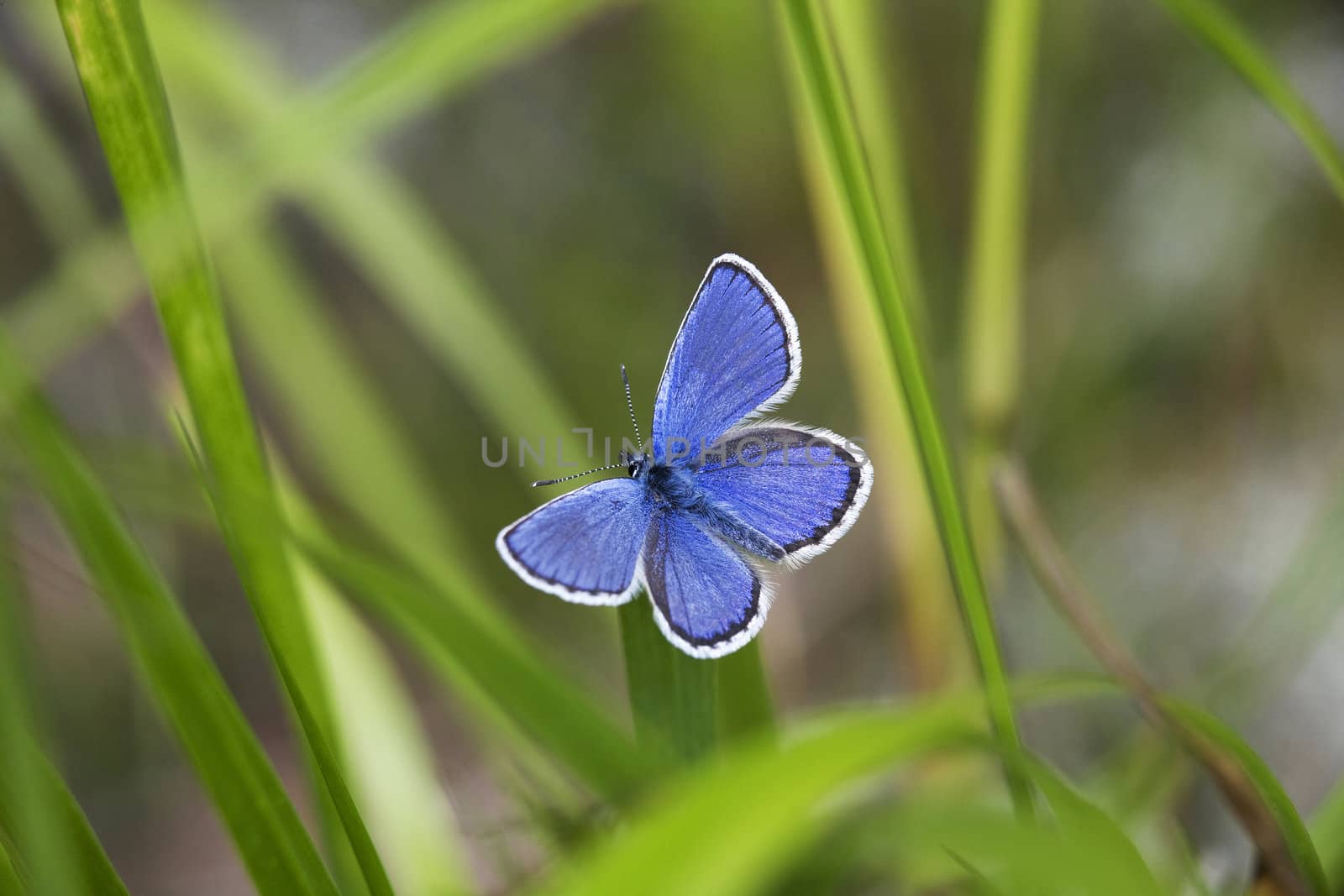 Macro photograph of a blue butterfly, Plebeius Argus (lat.).