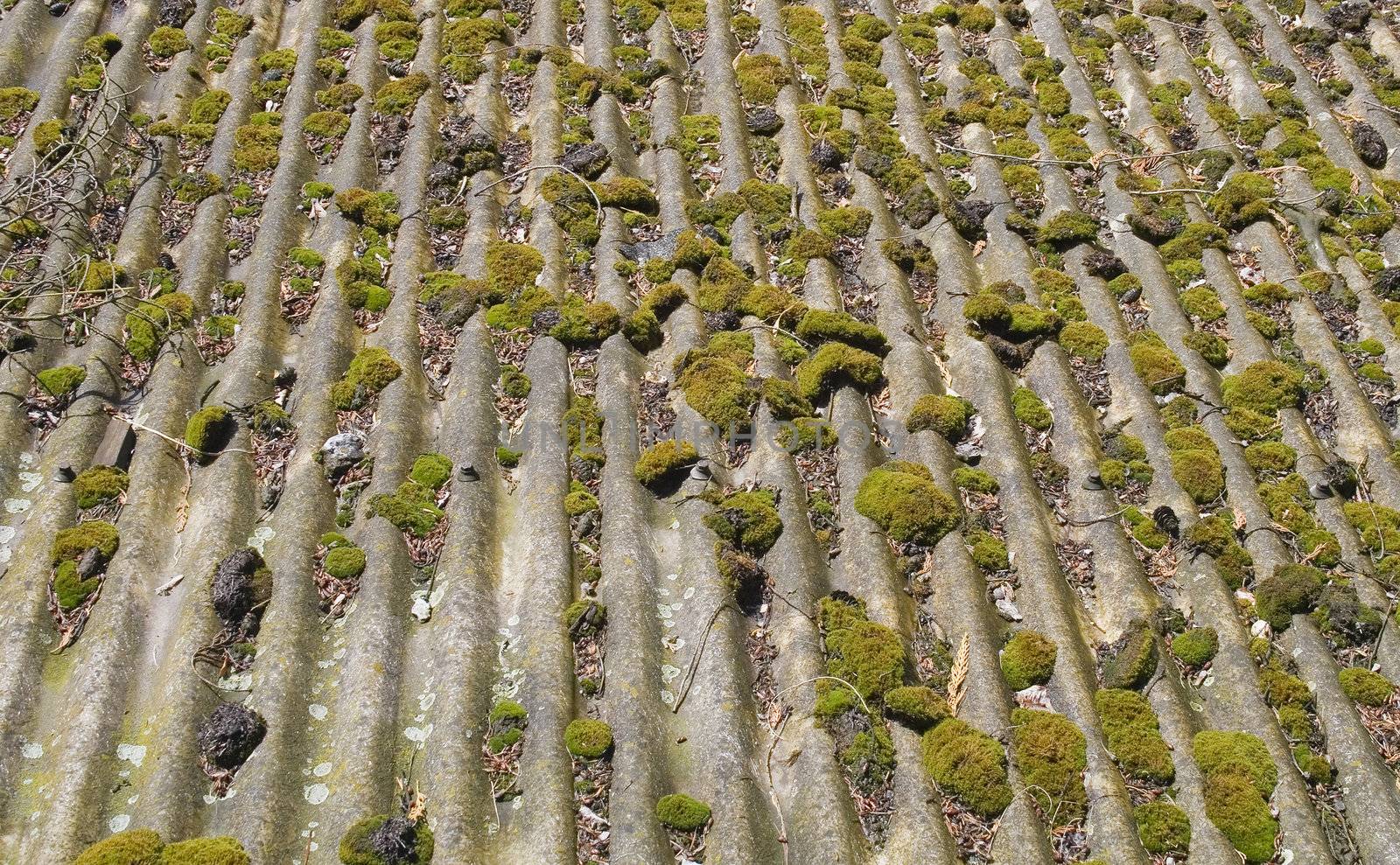 Moss growing on old roof by Nickondr