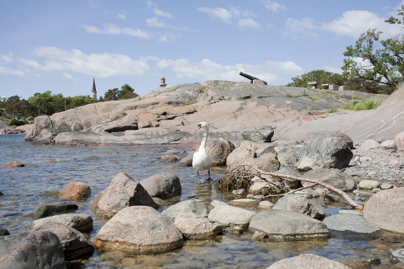 Swan family at the seashore of Hanko, Finland