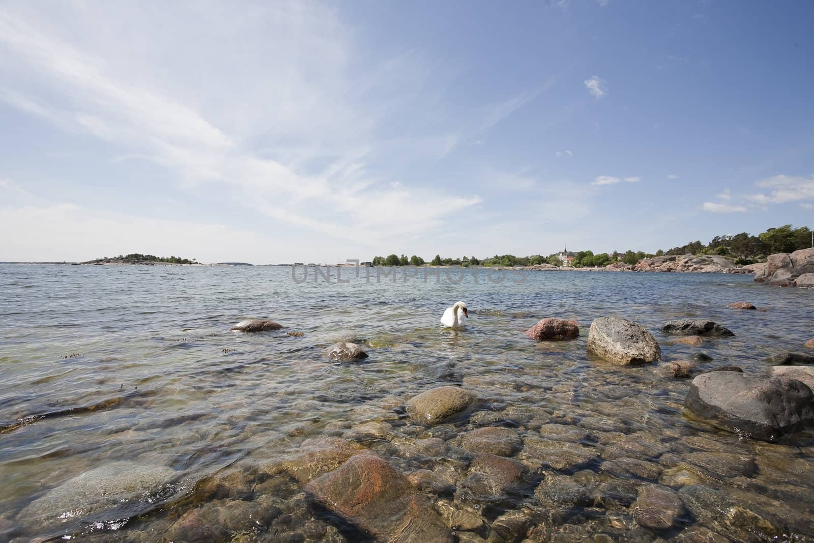 Swan family at the seashore of Hanko, Finland