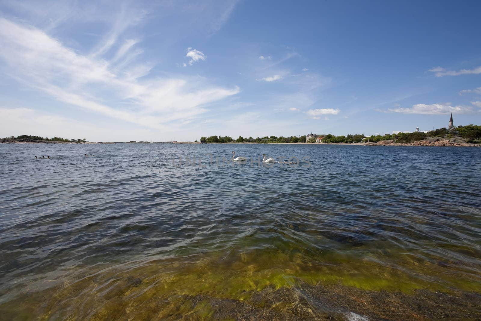 Swan family at the seashore of Hanko, Finland