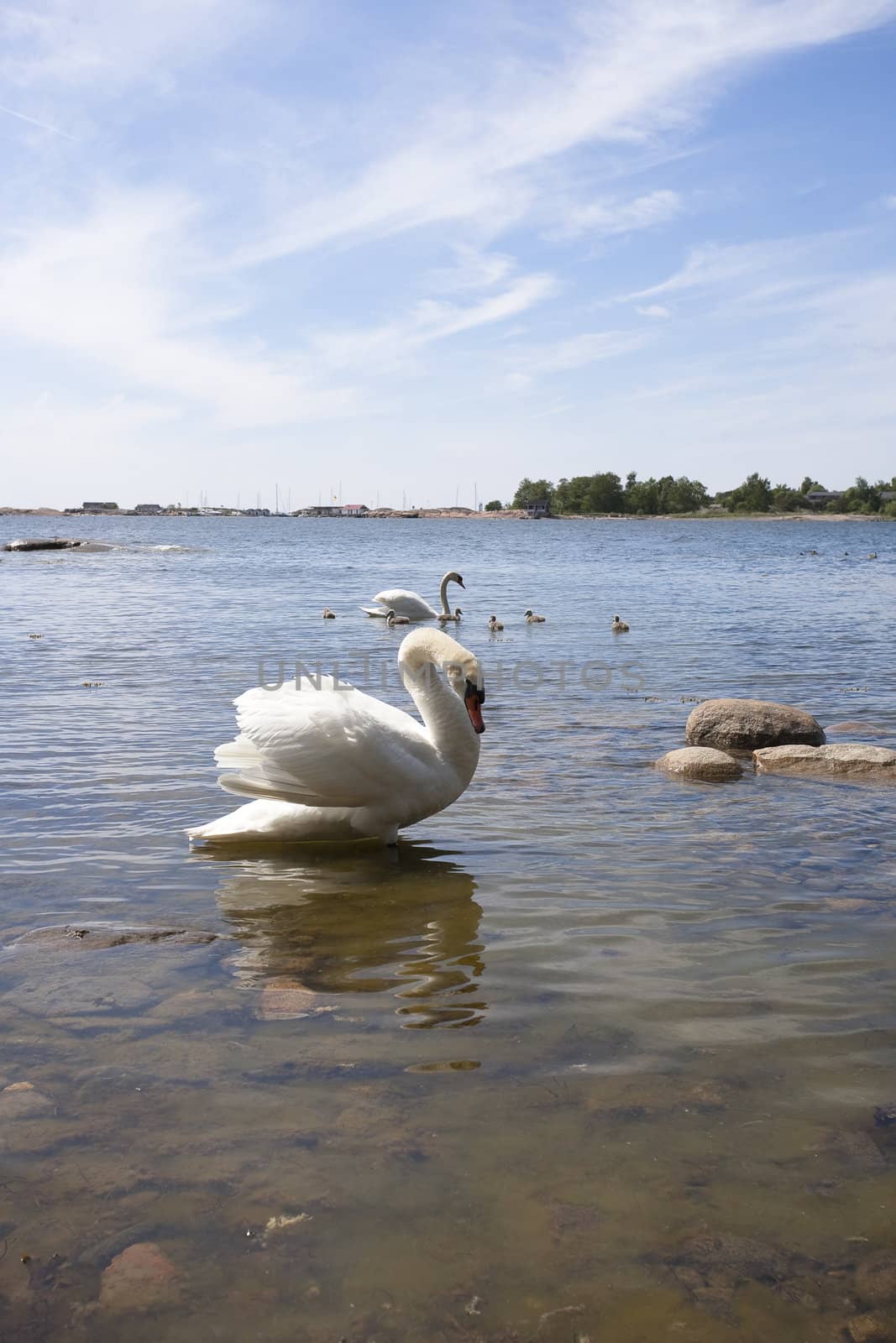 Swan family at the seashore of Hanko, Finland