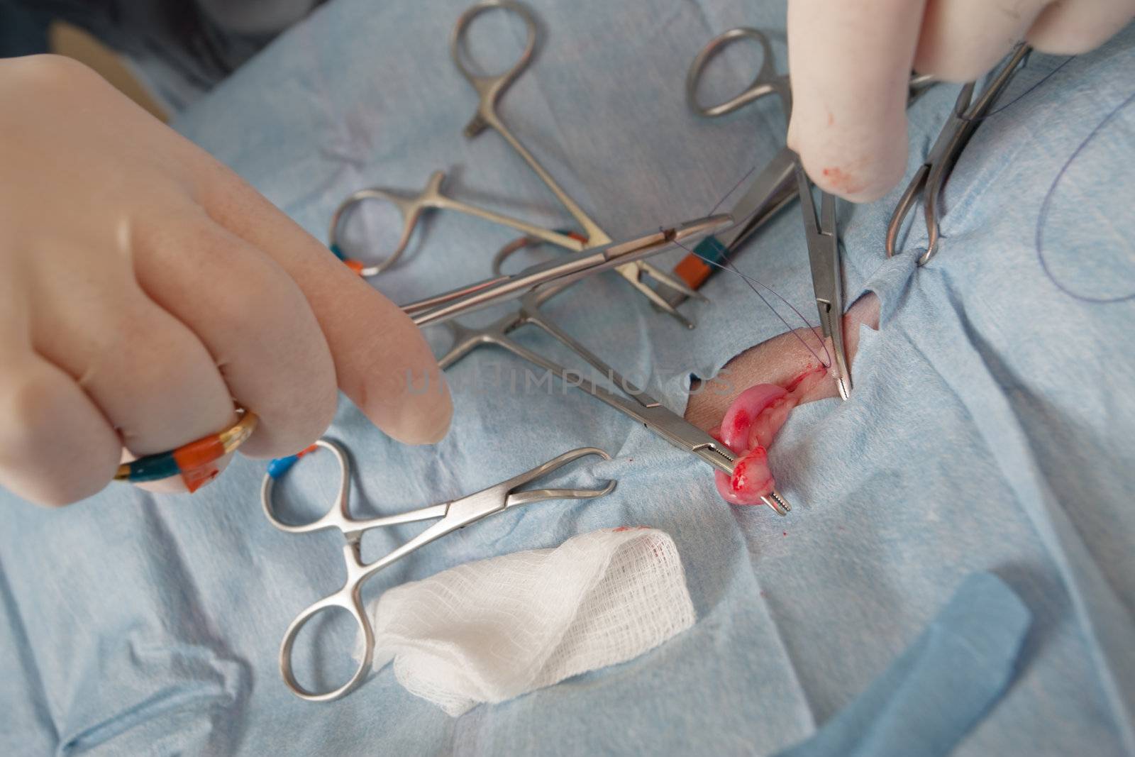 Veterniarian performing sterilization operation on small dog