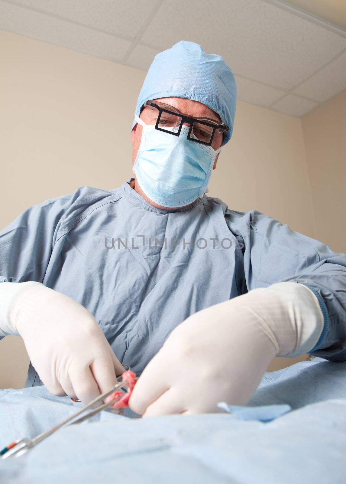 Veterniarian performing spay operation on small dog