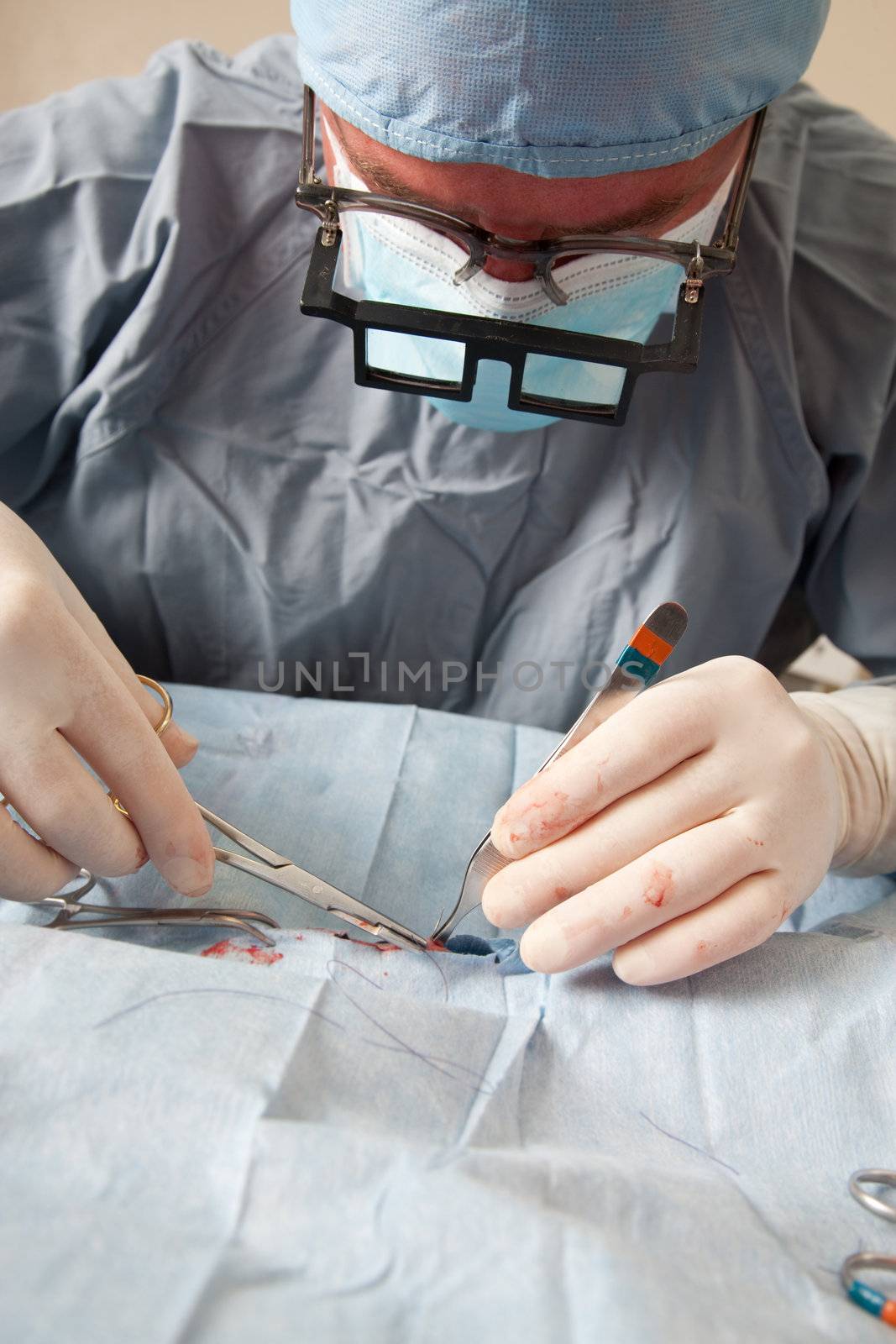 Veterniarian performing spay operation on small dog