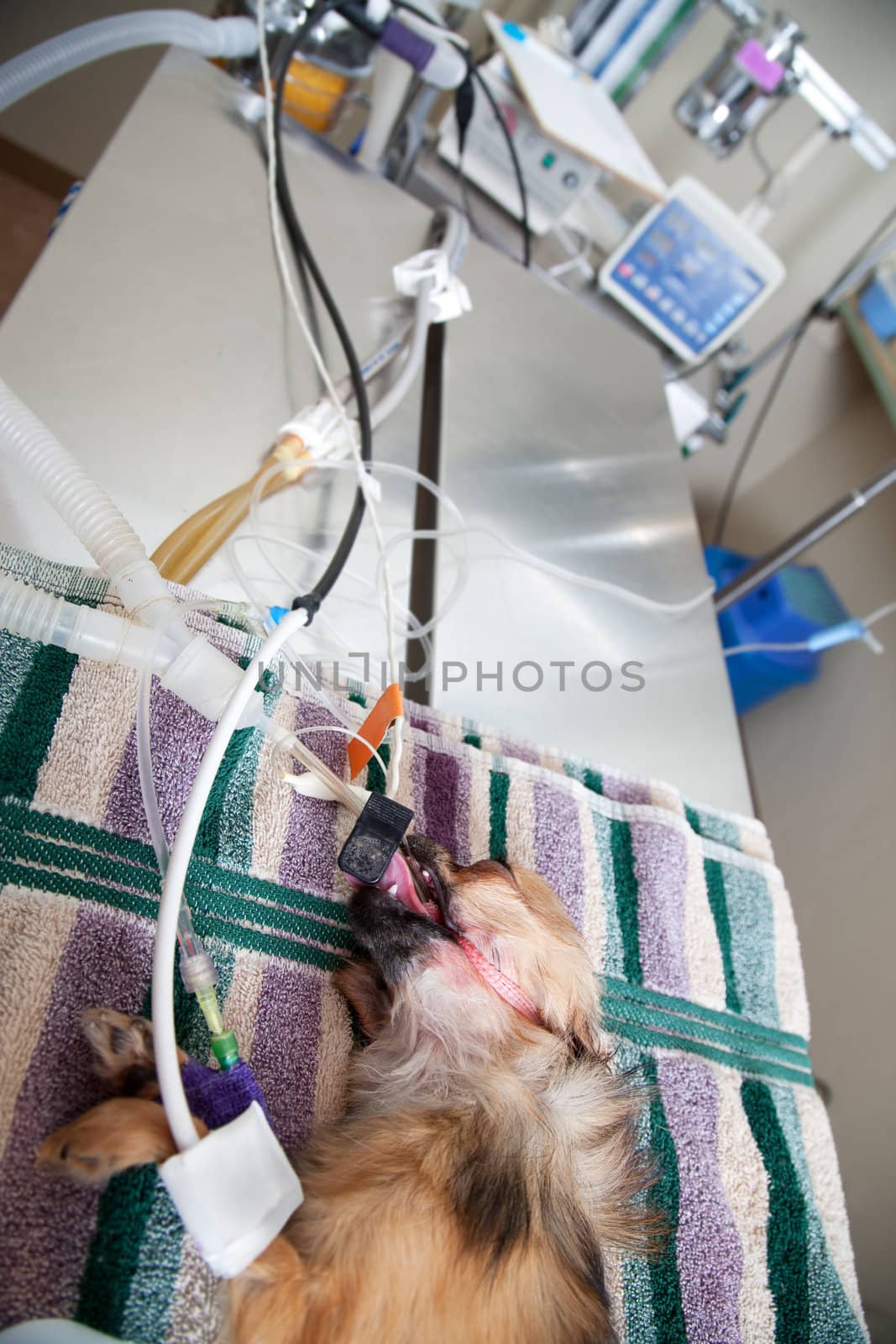 Small dog on metal table under anesthesia waiting for surgery