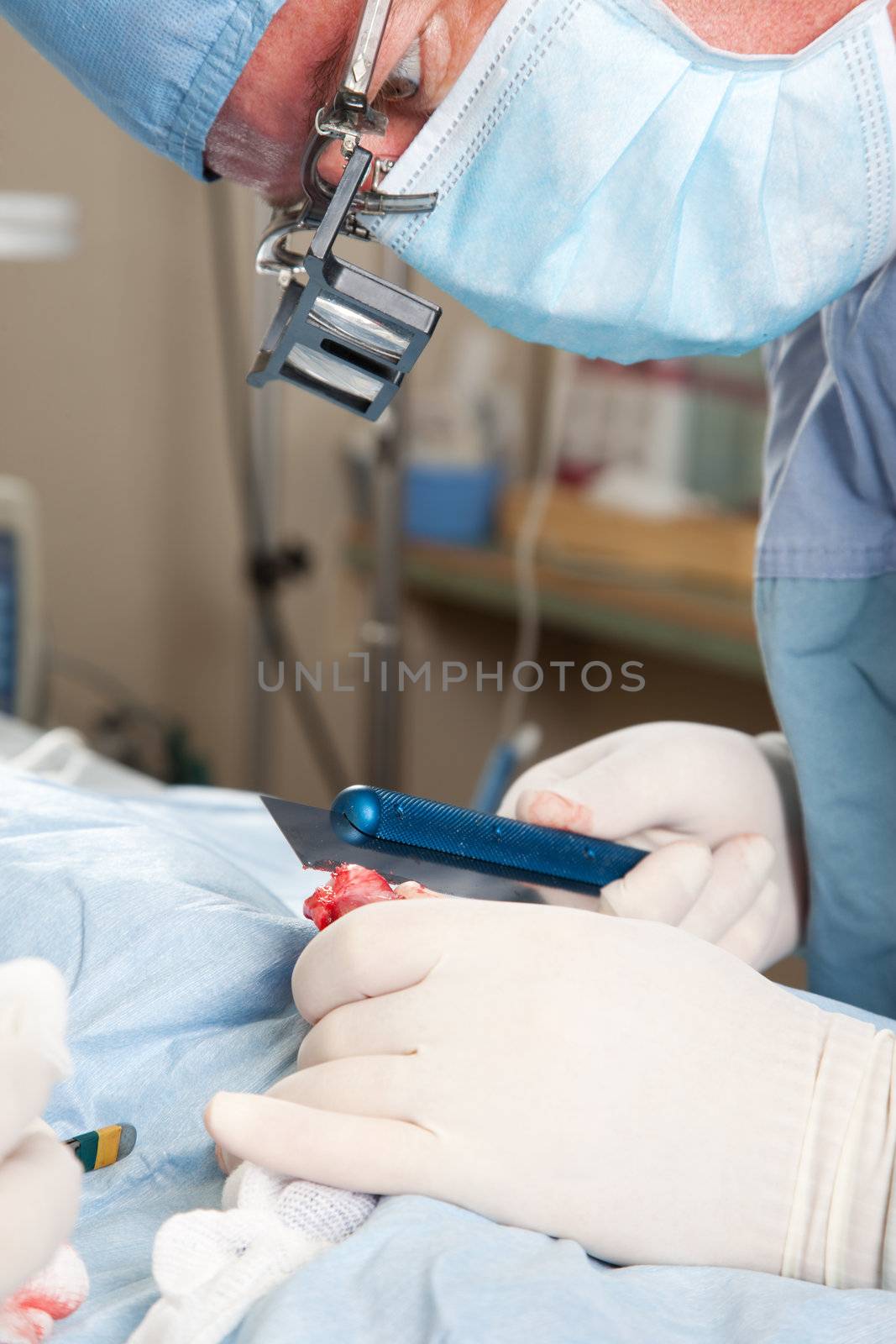 Veterinarian performing knee surgery on small dog in clinic with bone saw