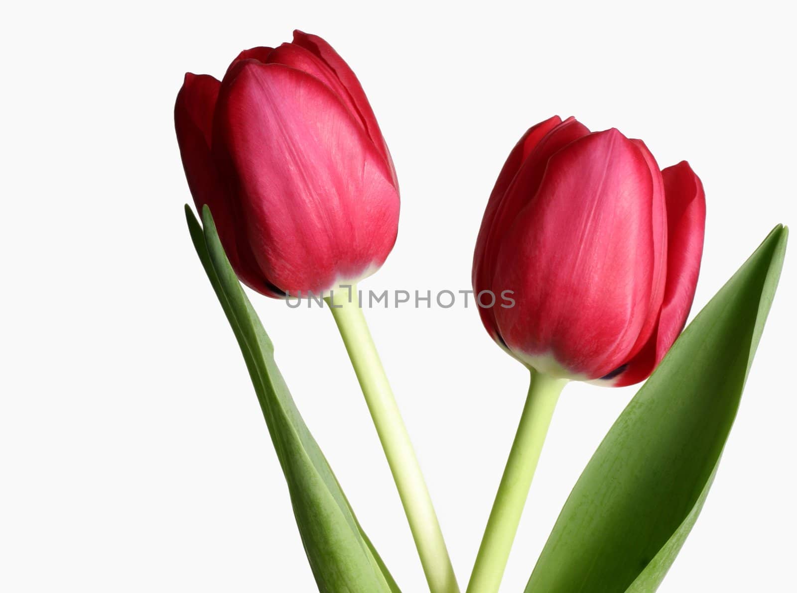 Two tulips against white 
