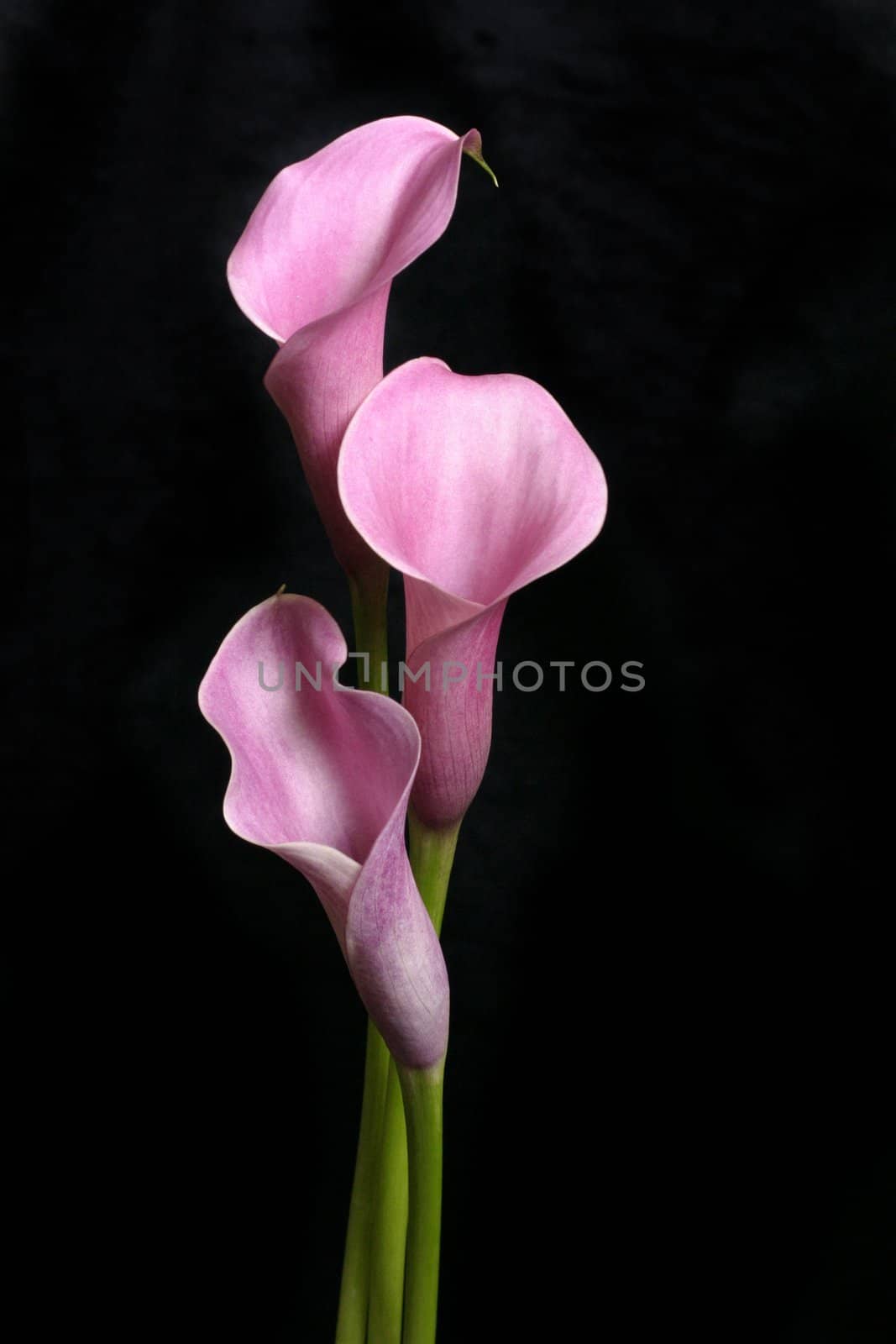 Three pretty callas stand against a black background.  Callas produce long stems with a 5cm funnel shaped flowerhead.   Callas are also known as trumpet lily and Lily of the Nile.
